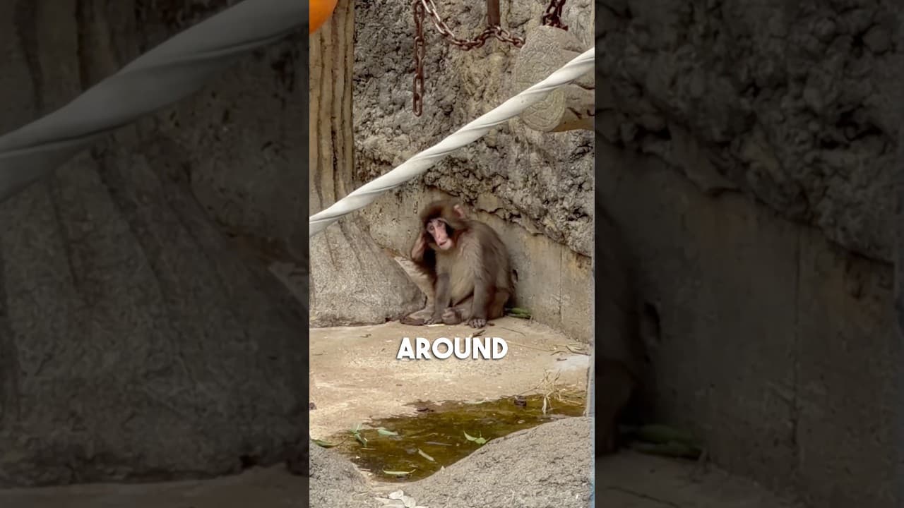 Thumbnail for Punch the Monkey update! THERE’S A NEW BABY MONKEY!!!!!